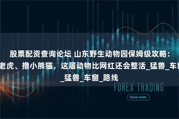 股票配资查询论坛 山东野生动物园保姆级攻略：自驾喂老虎、撸小熊猫，这届动物比网红还会整活_猛兽_车窗_路线